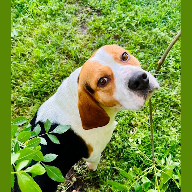Photo of Snoopy