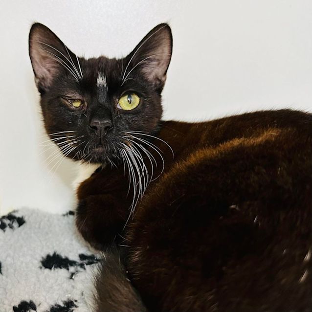 Photo of Mozart   Located In Preston