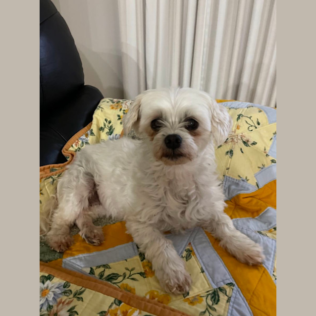 Photo of Millie And Spud 