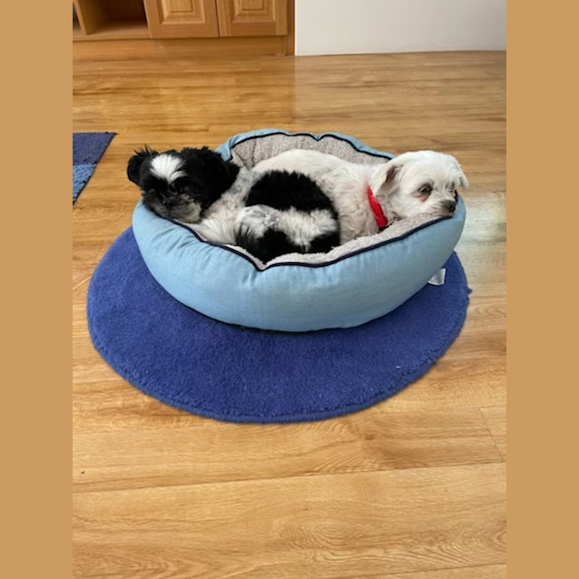 Photo of Millie And Spud 