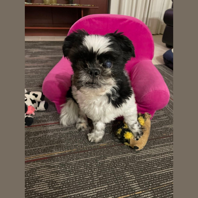 Photo of Millie And Spud 