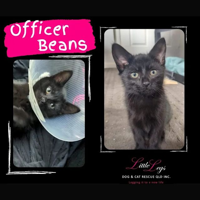 Photo of Officer Beans