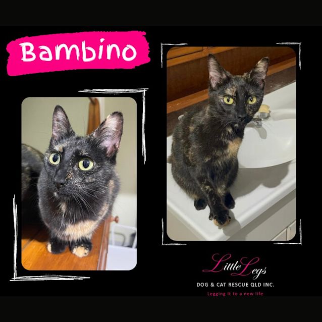 Photo of Bambino