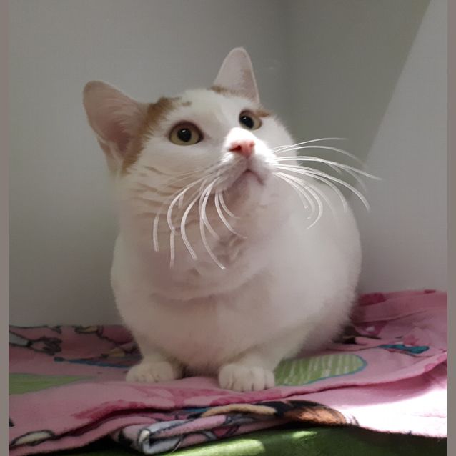 Photo of Rastus