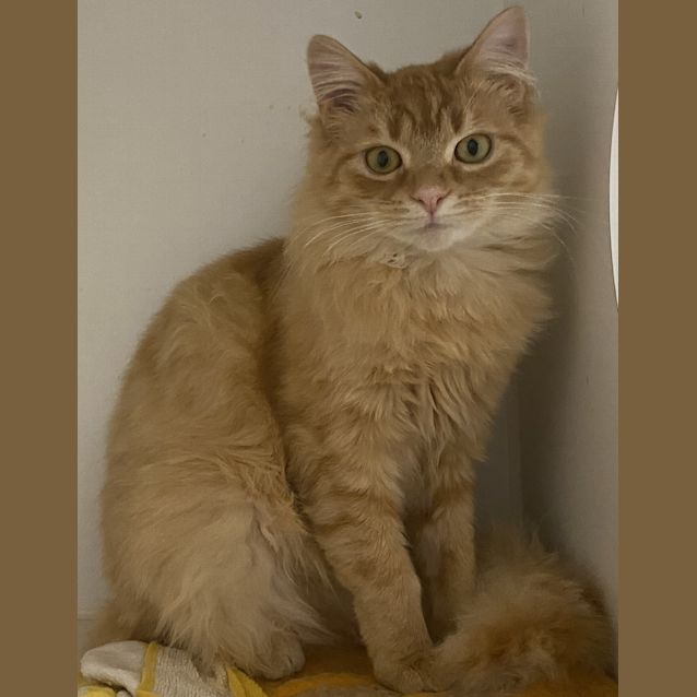 Photo of Cinnamon