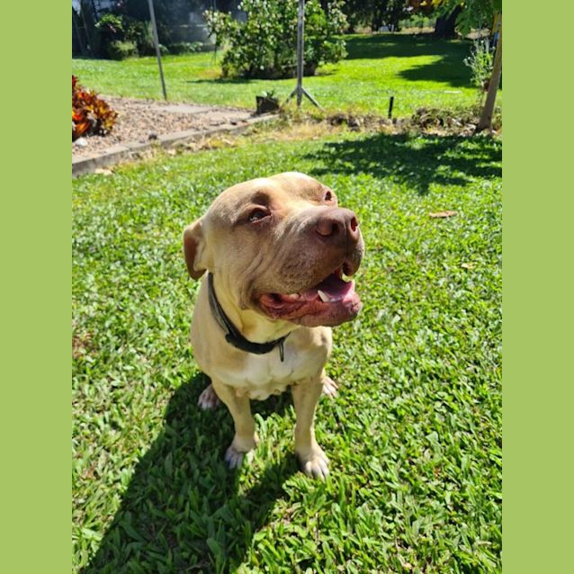 Photo of Chief