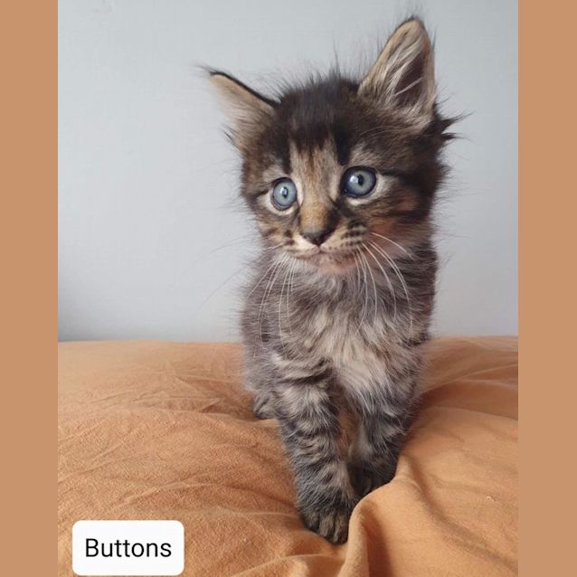 Photo of Buttons