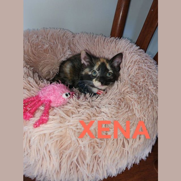 Photo of Xena