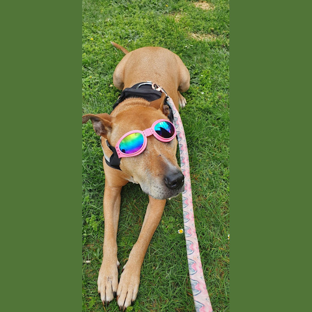 Photo of Skye 💕