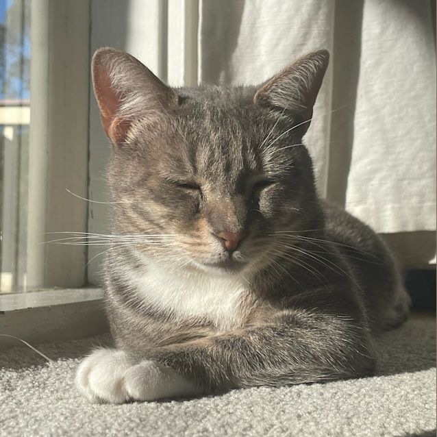 Photo of Scout