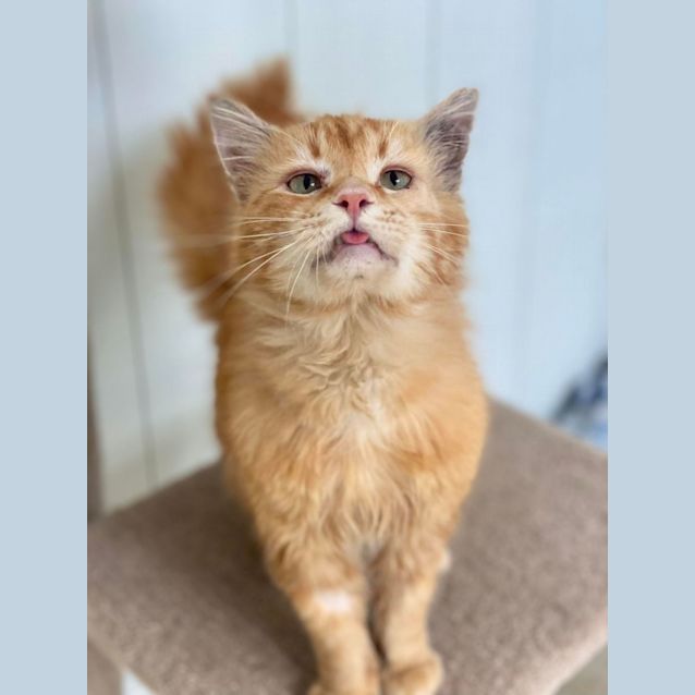 Photo of Ronald Weasley