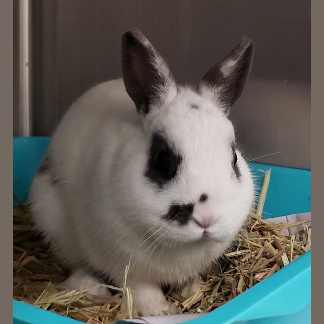 Photo of Cedar
