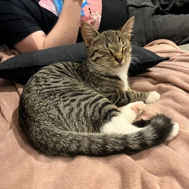 Photo of Storm**2nd Chance Cat Rescue**