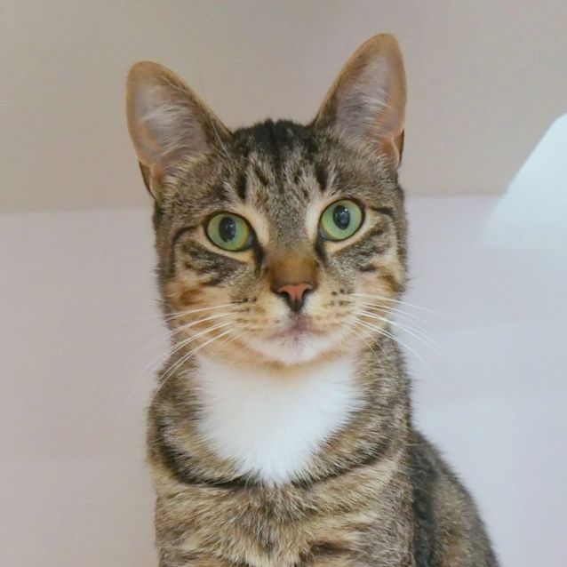 Photo of Dodger Sua010349