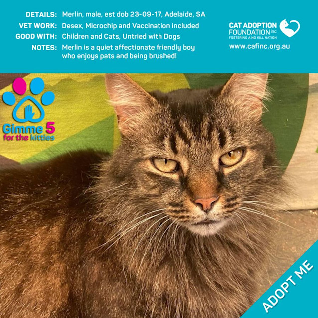 Photo of Merlin Just $39 Limited Time!