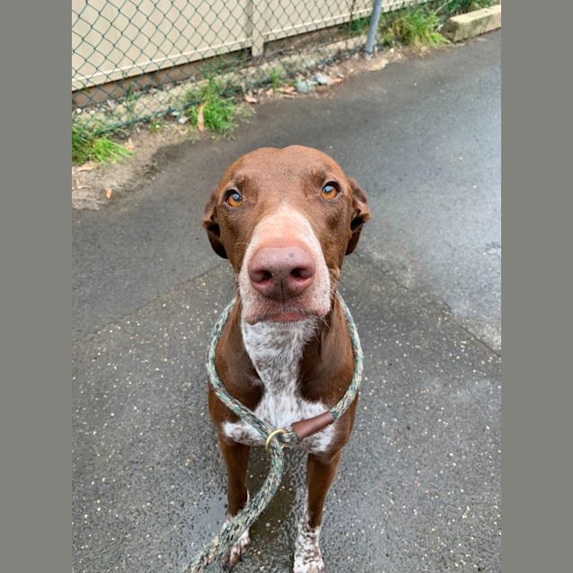 Photo of Rusty