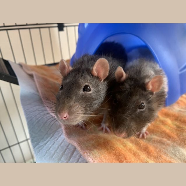 Photo of Ratrick