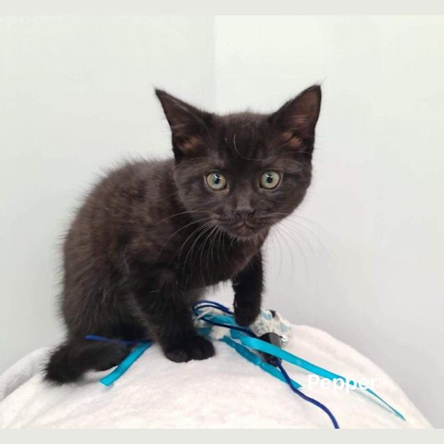 Photo of Pepper