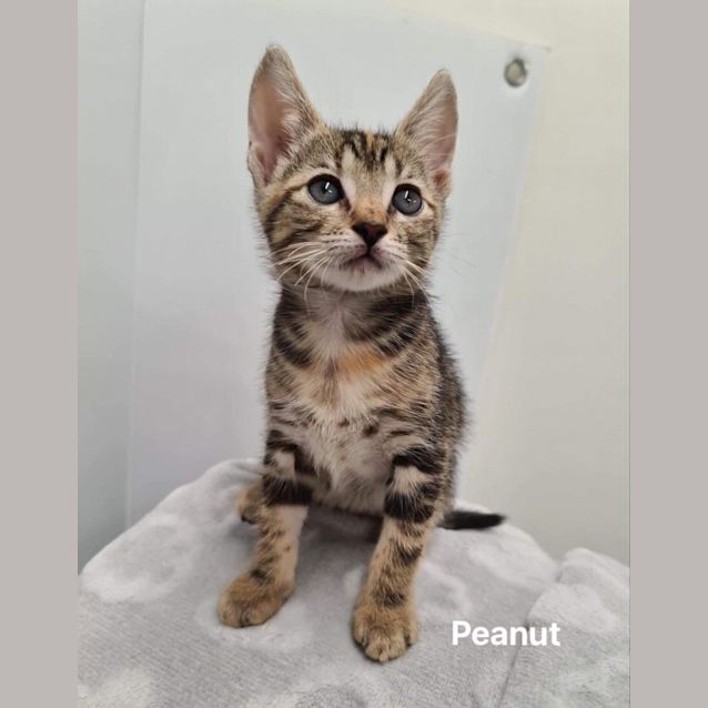Photo of Peanut