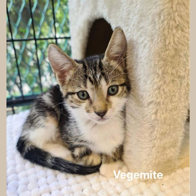Photo of Vegemite