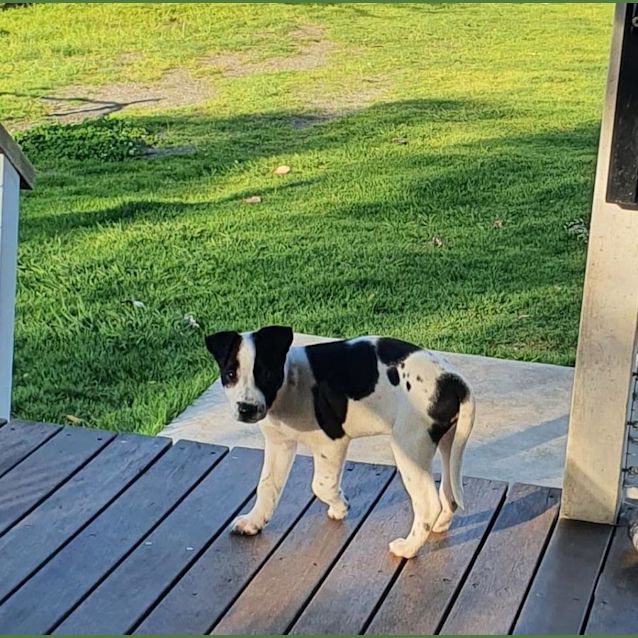 Photo of Oreo   8 Week Old Cattle Dog X (On Trial)