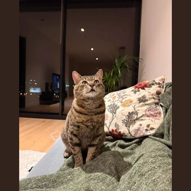 Photo of Maverick
