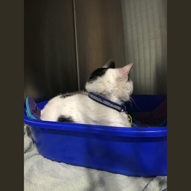 Photo of Snoop Dawg ~ Meet Me @ Pe Tstock Mornington 