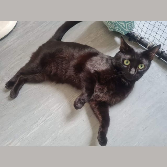 Photo of Lazlo