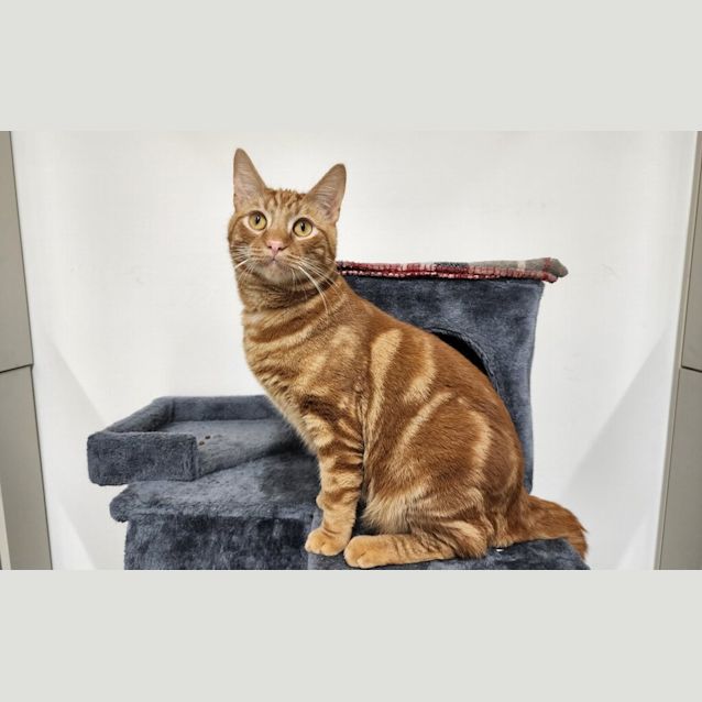 Photo of Flynn