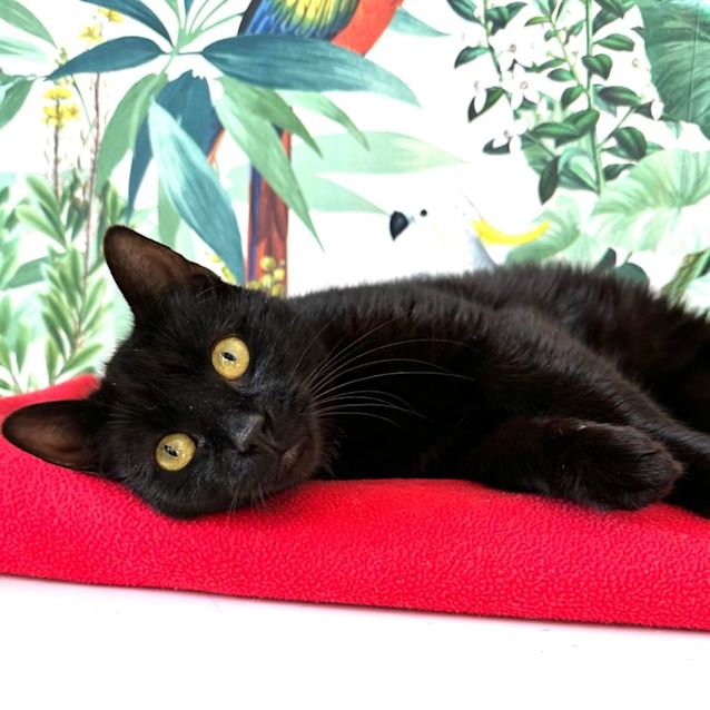 Photo of Baron   Meet Me At Pet Stock Mitcham