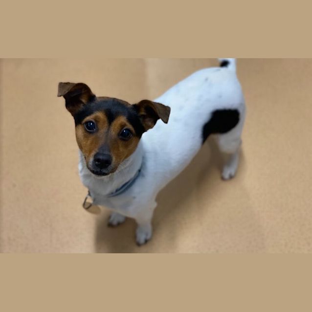 Photo of Sweetie