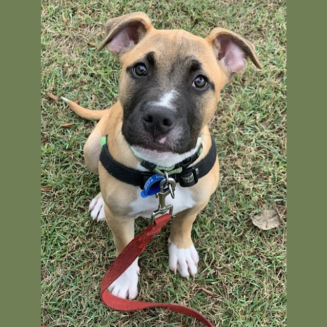 Photo of Biscuit