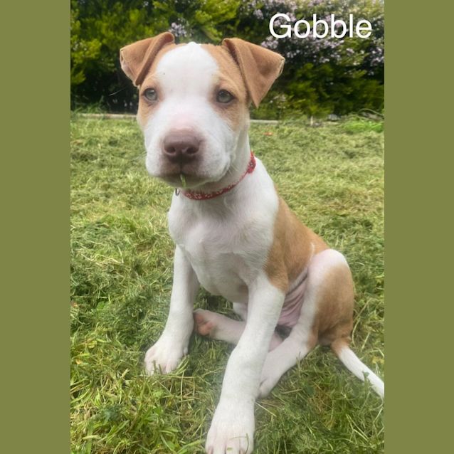 Photo of Animal Sounds Pups   Group 1