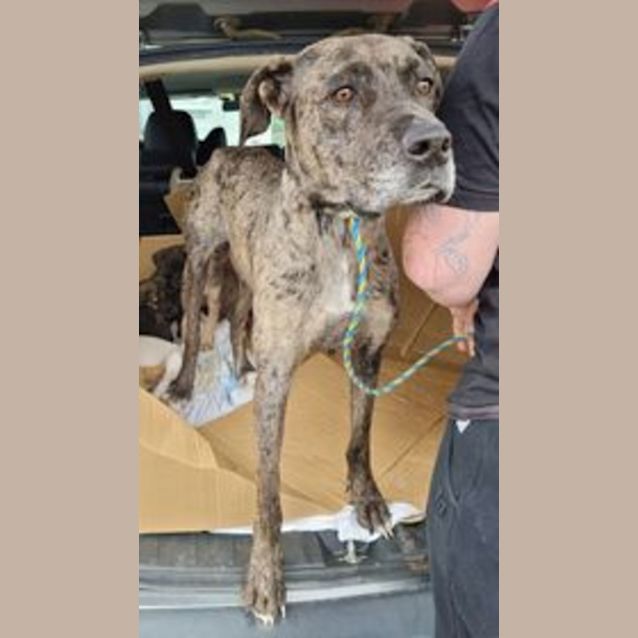Photo of Lacey