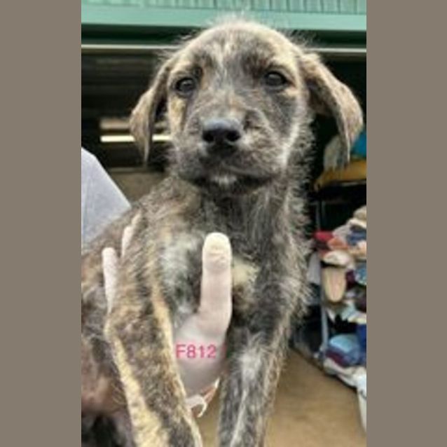 Photo of Trixi