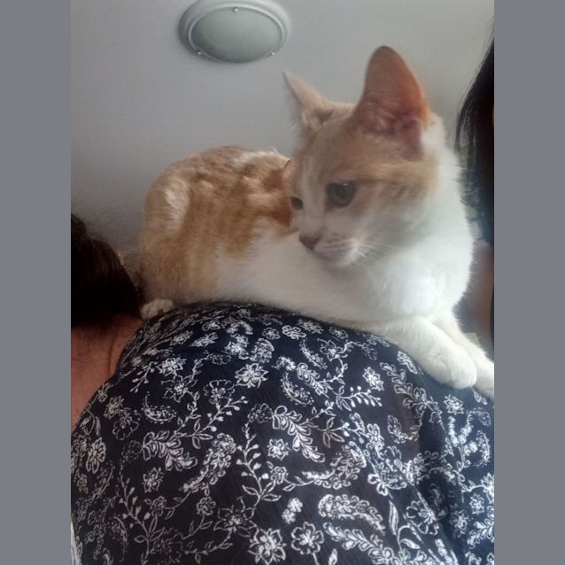 Photo of Buttercup