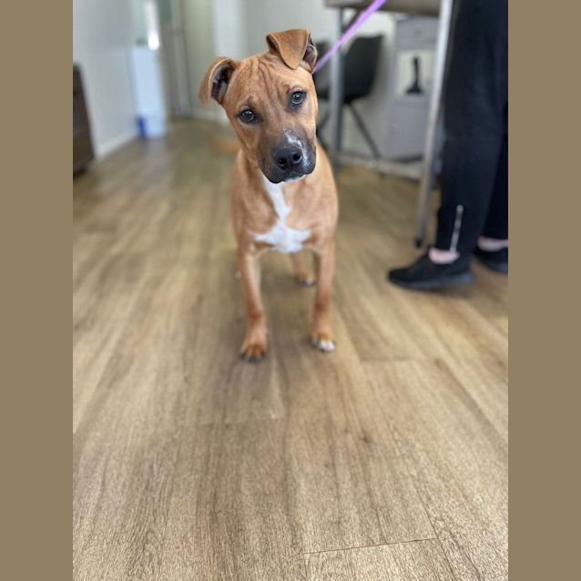 Photo of Harley