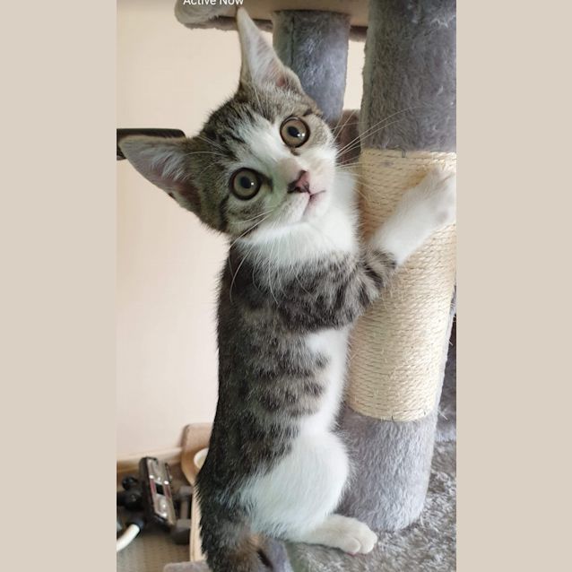Photo of Pumpkin