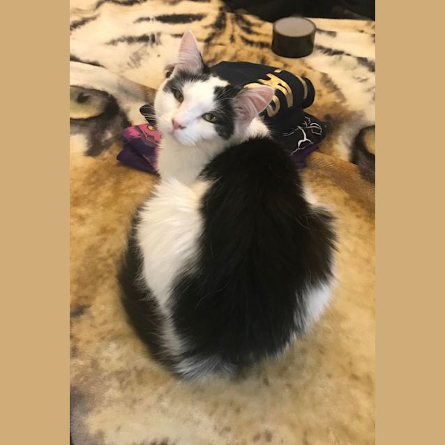 Photo of Pepe Le’ Snuggles