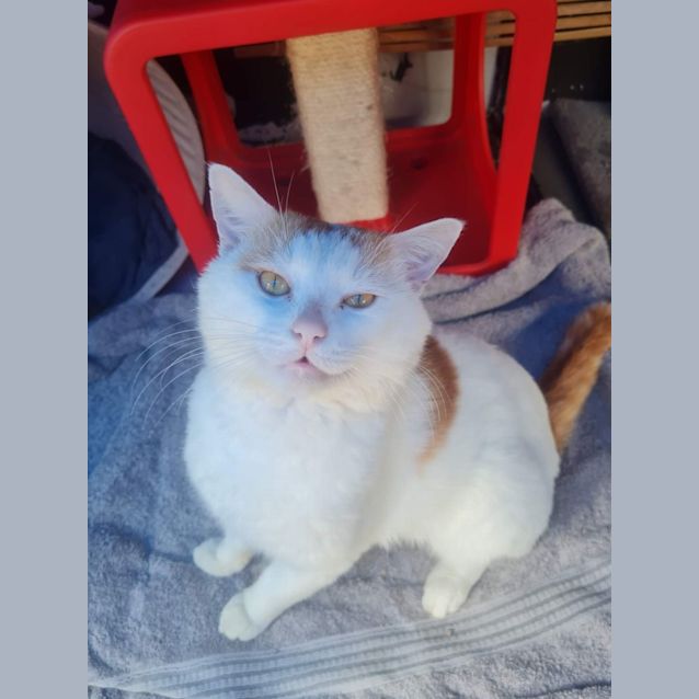 Photo of Fudge