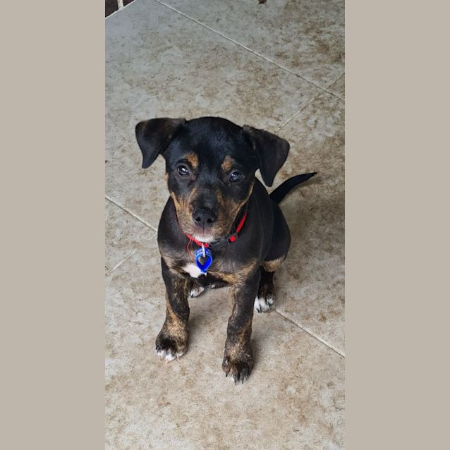 Photo of Luna   13 Week Old Kelpie X(on Trial 30/10/22)