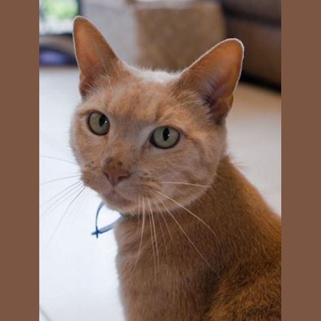 Photo of Kimba