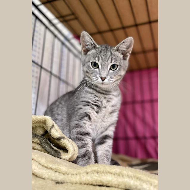 Photo of Biscuit