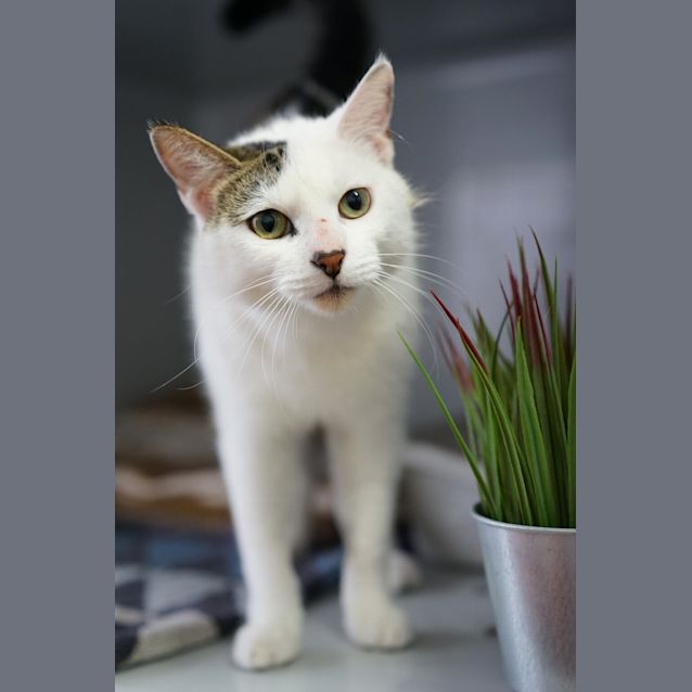 Photo of Gertie
