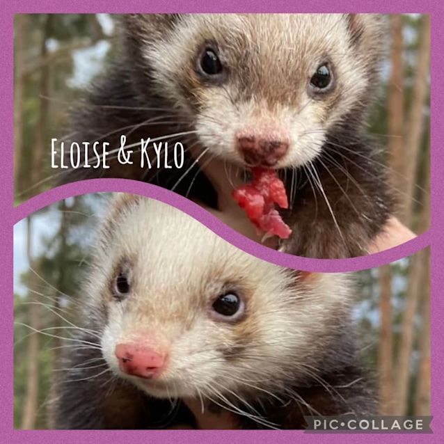 Photo of Eloise & Kylo