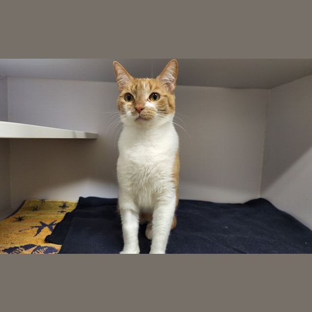 Photo of Emerald