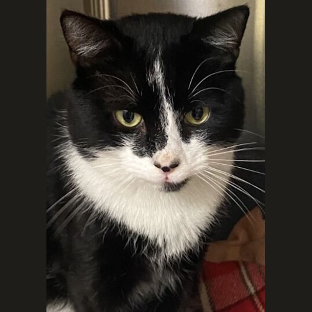 Photo of Oreo