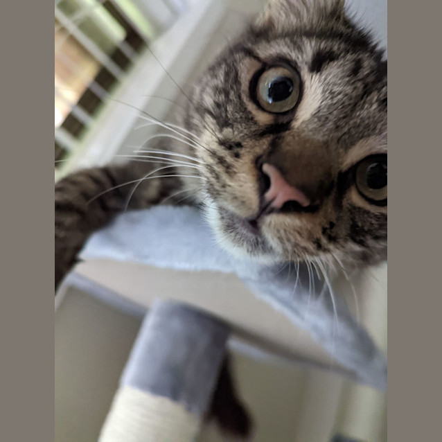 Photo of June Bug