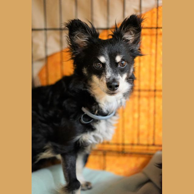 Photo of Dixie