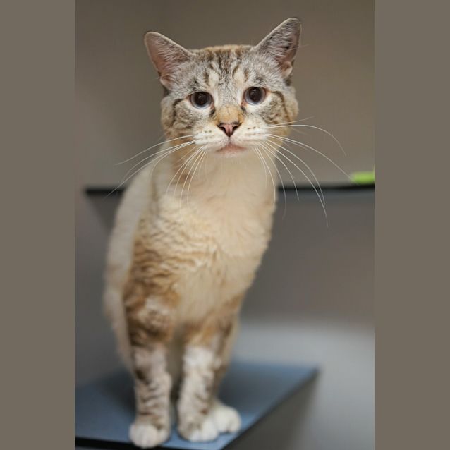 Photo of Cinnamon 